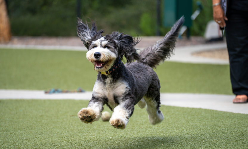 Cesar Millan Chooses K9Grass